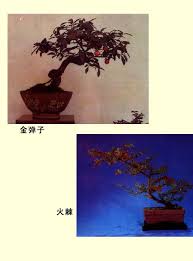 Image result for 艰苦阅历 孔泰初