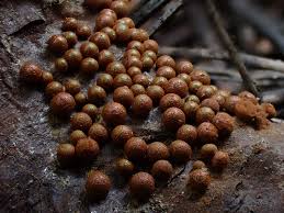 Attēlu rezultāti vaicājumam “Heterotrichia oerstedii (syn. Arcyria oerstedii) spores”