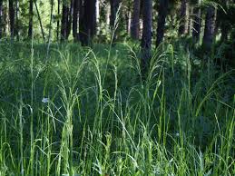 Attēlu rezultāti vaicājumam “Poa palustris”