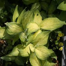Attēlu rezultāti vaicājumam “Polygonatum odoratum flower”