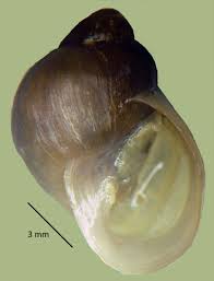 Attēlu rezultāti vaicājumam “Lymnaeidae”