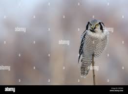 Image result for Surnia ulula