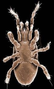 Attēlu rezultāti vaicājumam “Mesostigmata”