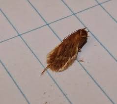 Attēlu rezultāti vaicājumam “Depressaria olerella”