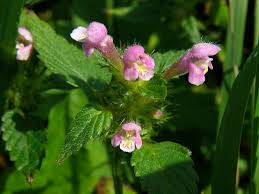 Attēlu rezultāti vaicājumam “Galeopsis bifida”