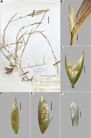 Attēlu rezultāti vaicājumam “Agrostis canina leaf”