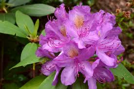 Attēlu rezultāti vaicājumam “Ericaceae”