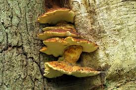 Attēlu rezultāti vaicājumam “Buglossoporus quercinus”