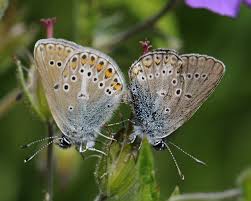 Attēlu rezultāti vaicājumam “Eumedonia eumedon”