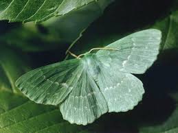 Attēlu rezultāti vaicājumam “Geometra papilionaria”