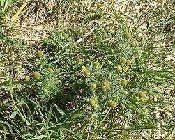 Attēlu rezultāti vaicājumam “Matricaria discoidea”