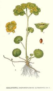 Attēlu rezultāti vaicājumam “Chrysosplenium alternifolium flower”