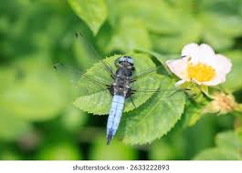 Attēlu rezultāti vaicājumam “Libellula fulva”