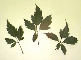 Attēlu rezultāti vaicājumam “Chenopodium acerifolium leaf”