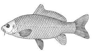 Image result for Cyprinus carpio