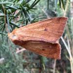 Attēlu rezultāti vaicājumam “Enargia paleacea”