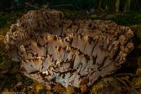 Image result for Podoscypha multizonata