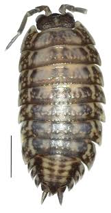 Attēlu rezultāti vaicājumam “Oniscoidea”