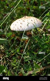 Attēlu rezultāti vaicājumam “Clavulinopsis cinerioides”