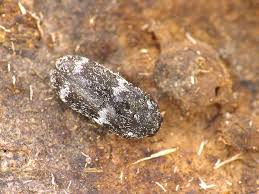 Attēlu rezultāti vaicājumam “Megatoma undata”