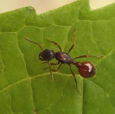 Attēlu rezultāti vaicājumam “Myrmica rubra”