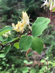 Attēlu rezultāti vaicājumam “Lonicera xylosteum flower”