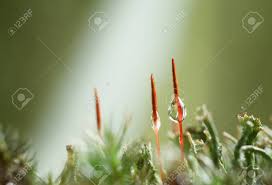 Attēlu rezultāti vaicājumam “Polytrichum commune sporophyte”