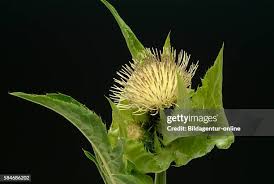 Attēlu rezultāti vaicājumam “Cirsium oleraceum leaf”