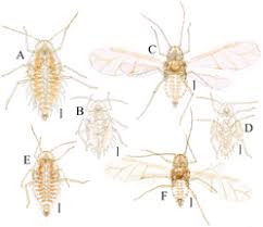 Attēlu rezultāti vaicājumam “Aphididae”