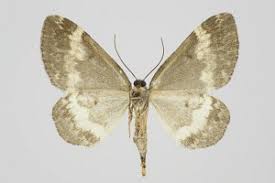 Attēlu rezultāti vaicājumam “Perizoma affinitata”