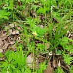 Attēlu rezultāti vaicājumam “Carex pilosa leaf”