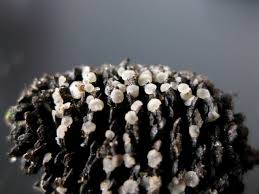 Attēlu rezultāti vaicājumam “Mollisia amenticola”