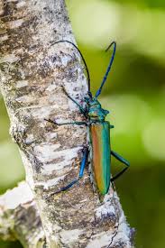 Attēlu rezultāti vaicājumam “Aromia moschata”