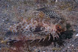 Image result for Dactylopterus volitans