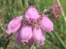 Attēlu rezultāti vaicājumam “Erica tetralix flower”