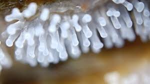 Attēlu rezultāti vaicājumam “Physarum diderma”