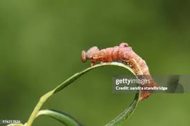 Attēlu rezultāti vaicājumam “Notodonta ziczac”