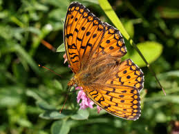 Attēlu rezultāti vaicājumam “Argynnis adippe”