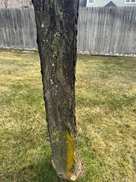 Attēlu rezultāti vaicājumam “Candelariella sp.”