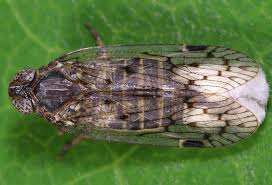 Attēlu rezultāti vaicājumam “Cixiidae”