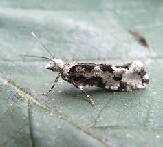 Attēlu rezultāti vaicājumam “Ypsolopha sequella”