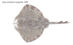 Image result for Raja undulata