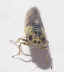 Attēlu rezultāti vaicājumam “Macrosteles nymph”