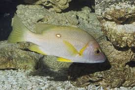 Image result for Lutjanus cyanopterus