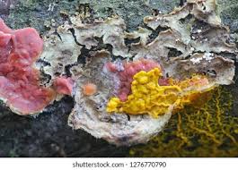 Attēlu rezultāti vaicājumam “Cytidia salicina”