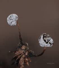 Attēlu rezultāti vaicājumam “Didymium xanthopus spores”