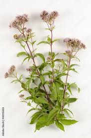 Image result for Eupatorium cannabinum