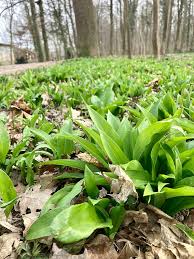 Image result for Bärlauch