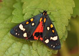 Attēlu rezultāti vaicājumam “Callimorpha dominula imago”