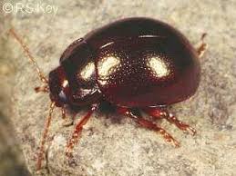 Attēlu rezultāti vaicājumam “Chrysolina staphylaea”